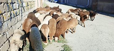 Qoyunlar, qoçlar: Salam aleyküm quzlar 220 mantdan 350 manata kimi qiymeti deyişir — 5