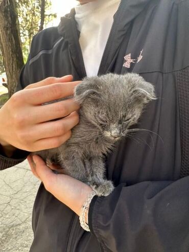 Коты: Британец нашли на улице, домашний наигрались и выбросили
