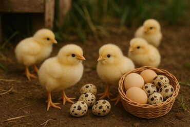 Другие с/х животные: 🐥 Принимаем заказы на суточных цыплят,перепелов! 🐥** 🔹 **Суточные
