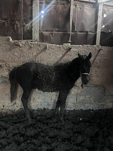 Лошади, кони: Продаю | Жеребенок | Для разведения — 1