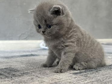 сколько стоит британская вислоухая кошка: Плюшевый котенок серого (blue) окраса - Порода: британская — 1