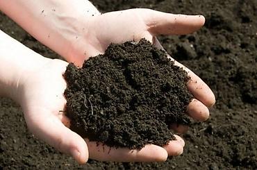 Другие товары для дома и сада: Услуги Садовника Стрижка живой изгороди Уборка дикой травы Покос at lalafo.kg — 12 Другие товары для дома и сада: Услуги Садовника Стрижка живой изгороди Уборка дикой травы Покос — 12