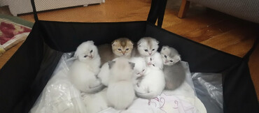 Pişiklər: Şotland, Dişi, Yaxşı əllərə, Ünvandan götürmə, Pulsuz çatdırılma, Ödənişli çatdırılma — 1