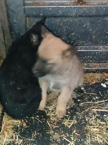 Продажа собак: Черные собаки среднего размера (2 особи). Крепкое телосложение — 5