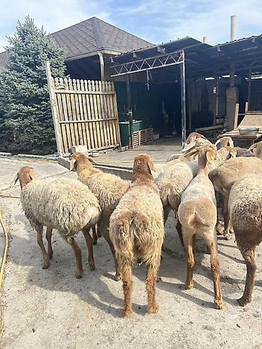 Баран, овца: Продаю | Овца (самка) | Для разведения | Ярка — 5