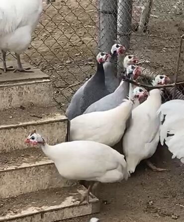 Quşlar: Firəng quşları yumurta, cücəsi