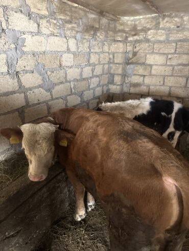 Inəklər, öküzlər: Inəklər öz qapimizin heyvnalradir saf qan simental balalari ilə — 5