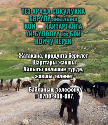 сборка бумажных пакетов на дому: Талап кылынат Чабан, Төлөм Келишим түрдө, Окутуу
