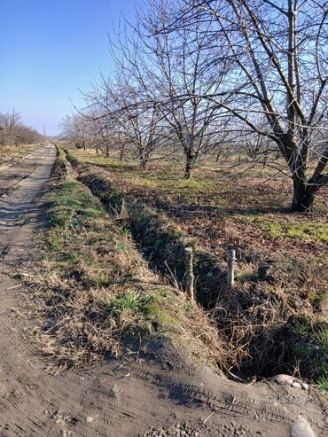 Ağaclar: Məhsul: Çiçəklənmə dövründə meyvə bağı (görünən ağaclar — 5