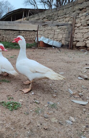 qaz ördək satışı: Cavan Erkey lal ördek satılır 25 manat barter var baxır teklife ünvan