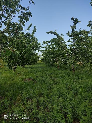 bilgeh ev satilir: 2713 sot, Kənd təsərrüfatı, Mülkiyyətçi, Kupça (Çıxarış) — 6