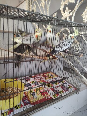 Tutuquşları: Korella tek tek erkey dişi Cüt Valnist qəfəs Valnist 15 Azn balasi — 16