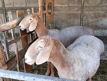 Баран, овца: Продаю | Баран (самец) | Арашан | Для разведения | Ярка — 4