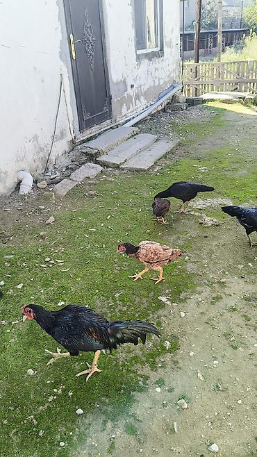 en ucuz at: Toyuq, Damazlıq — 2