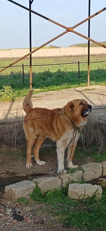 İtlər: Qurdbasar, 2 il, Erkek, Peyvəndli — 1