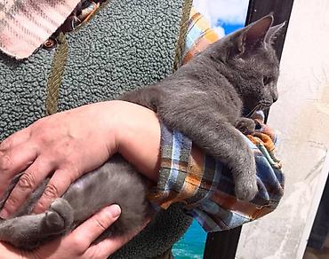 Животные: 3 месяца, Девочка, Приучена к лотку — 2