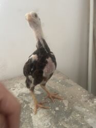 Digər quşlar: Şəkildəki heyvanlardan düşmə balalardı.ata hind.ana kötüyün — 9