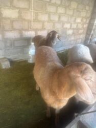 собака доберман сколько стоит: Сатам | Ургаачы кой (ургаачы) | Союуга, Көбөйтүү үчүн