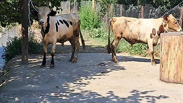 sud veren inek satilir: Iki baş bordaqlıq təmiz qan cins danalar satılır — 5