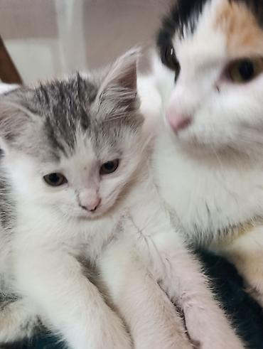 Отдам даром кошку: ❤️Отдам в добрые руки милых и ласковых котят. Окрас черно-белый и — 5
