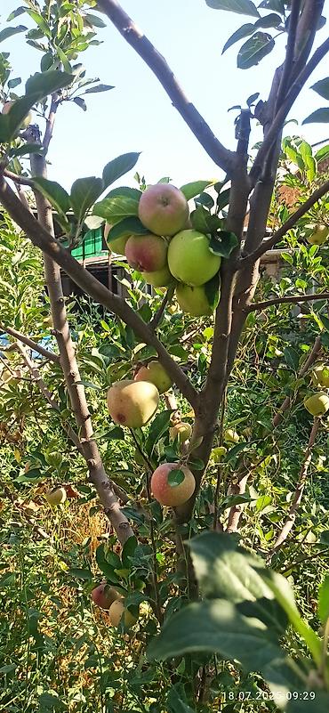 Продажа участков: 5 соток, Для строительства, Красная книга — 6