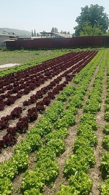 иссык кульский чеснок: "Салатные листия"(150сом 1кг) жана "Лолоросса"(170сом 1кг) өзүбүз — 4