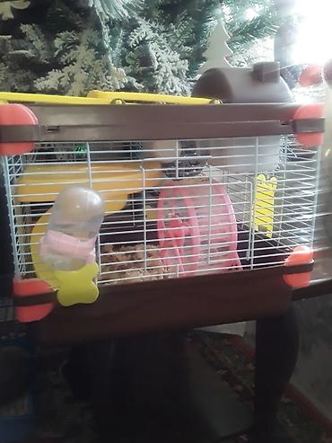 Gəmiricilər: Xan­da­nar/siçan/hamster üçün tam dəst qəfəs. Xüsusiyyətlər: - Metall — 5