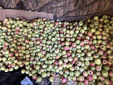 кукуруза семена маями: Яблоки Оптом