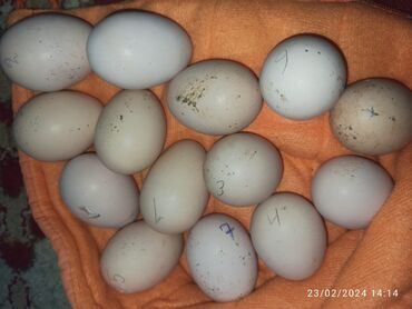 xoruz: Bu heyvanların yumurtalarıdı qiyməti 3 manat