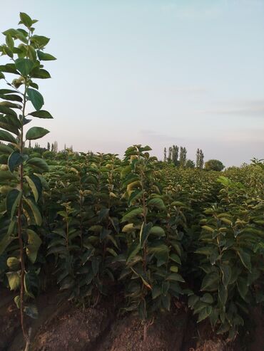 Tinglər: Hər növ ağac tinglerinin satışı — 2