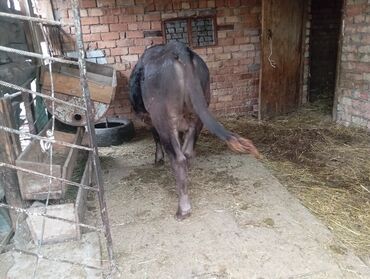 продаю музоо торпок корова самка бык самец айрширская ангус алатауская на забой для разведения на откорм племенные нетель привязанные: Продаю | Бык (самец) | Алатауская | На откорм