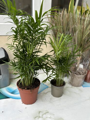 otaq bitkisi: Xamedorya palması. Mini ölçü 30sm 8azn 45sm 14azn . Vatsapp