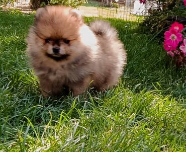mešanci psi: Štenci pomeranskog špica Štenci pomeranskog špica starosti 2,5