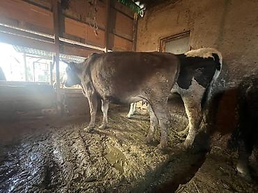 Коровы, быки: Продаю | Корова (самка) | Голштин, Аулиекольская | На забой, Для разведения | Племенные, Нетель — 3