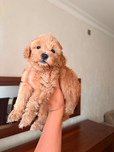 pudel satilir: Pudel, 2 ay, Peyvəndli, Ünvandan götürmə — 2