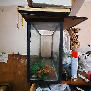 skalari: Akvarium – şüşə korpus, metal/plastik çərçivə - Ölçü: orta ölçülü — 2