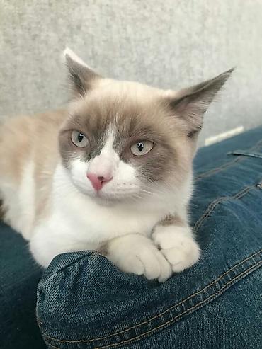 подарок подруге на день рождения в Бишкек: Отдаю котика в хорошие руки,наполовину шотландец,ему пол годаЗовут