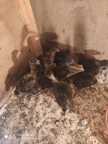 etlik cuceler: Məhsul: Cins toyuq cücələri Şekildeki toyuqların cüceleri satılır — 4