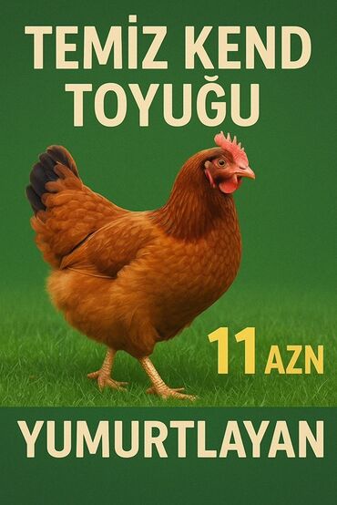 karbonat qiyməti: Təmiz kənd toyuğu, yumurtlayan, 11 AZN qiymətinə təklif olunur. Bu