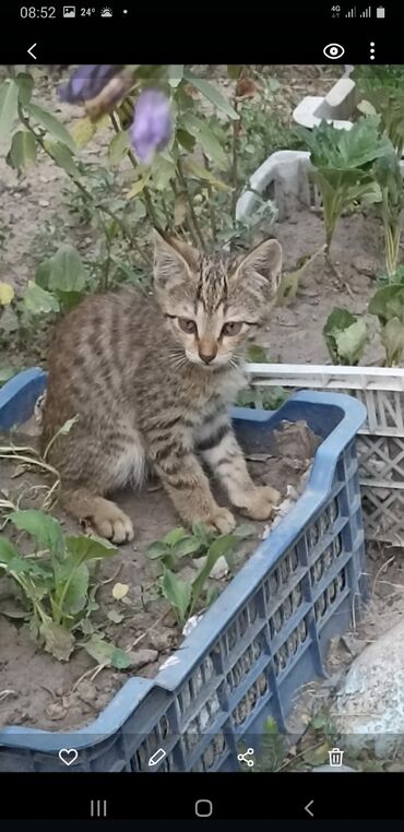 отдам даром котика: Кошка даром: Беспородная, 3 месяца, Мальчик