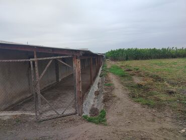 Sex, zavod və fabriklər: Ferma/təsərrüfat kompleksi - Uzunluğu boyunca tikilmiş, beton divarlı — 7