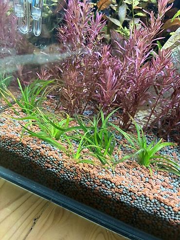 quppi baliqlari: Dördbucaq akvarium, Balıqlarla birlikdə, 120 l, Pulsuz çatdırılma — 5