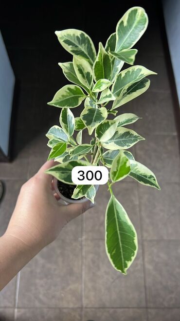 Другие комнатные растения: Продаю комнатные растения Фикус триангулярис, Шривериана, альтиссима