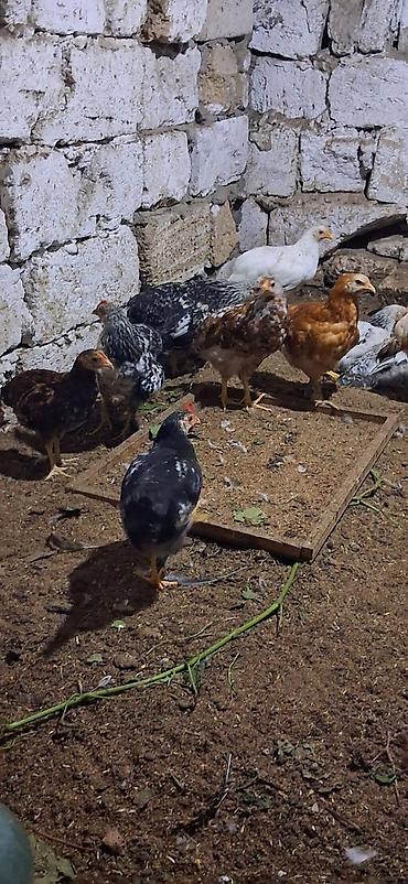 toyuq cüce: Məhsul: Yerli cins qarışıq cücələr TAM SAĞLAMDIR SAY 40 ƏDƏDDİ — 6