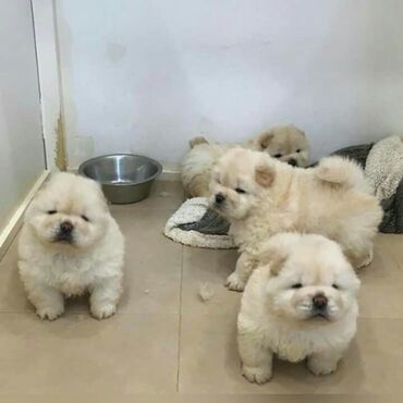 сколько стоит щенок: Чау-чау at lalafo.az сколько стоит щенок: Чау-чау