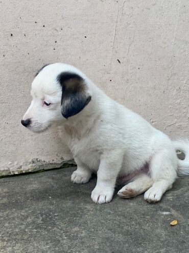 İtlər: 2 ay, Ünvandan götürmə — 8