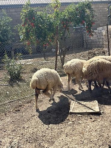 Телята: Quzular – yerli cins qarışığı, həm ət, həm də saxlamaq üçün münasib — 8