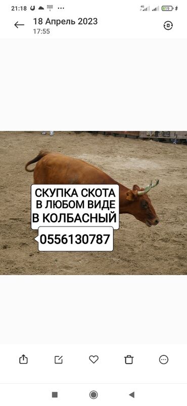 ford mustang 1969 купить: Куплю | Коровы, быки, Лошади, кони | Круглосуточно, Любое состояние, Забитый
