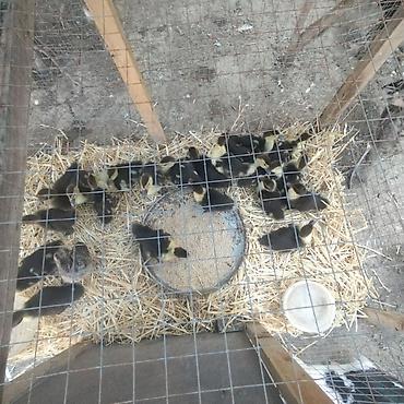 pitbull balaları: Zümrüd ayın 2si çıxmış balalar 10 manat və 3 aylığ zümrüd 25 manat — 1