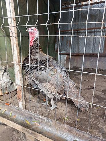 Индюки: Продаю | Индюк (самец) | Для разведения | Племенные — 10